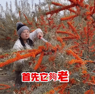 1760407463706182.gif 1760407463706182.gif