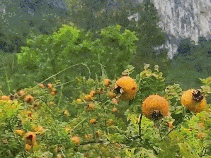 1760512098140103.gif 1760512098140103.gif