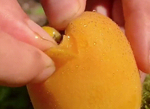 1761115212843084.gif 1761115212843084.gif